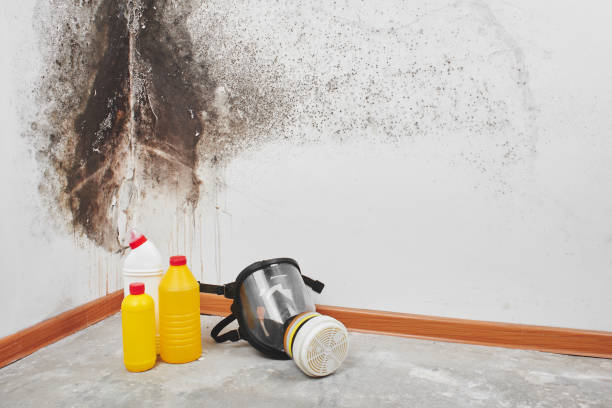Best Office Mold Removal Services  in West Point, UT