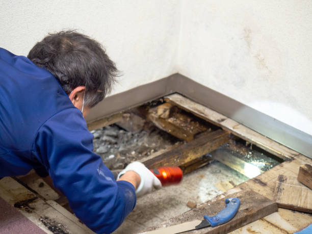 Best Home Mold Removal  in West Point, UT
