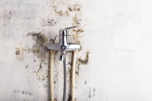 Mold Testing and Removal in West Point, UT