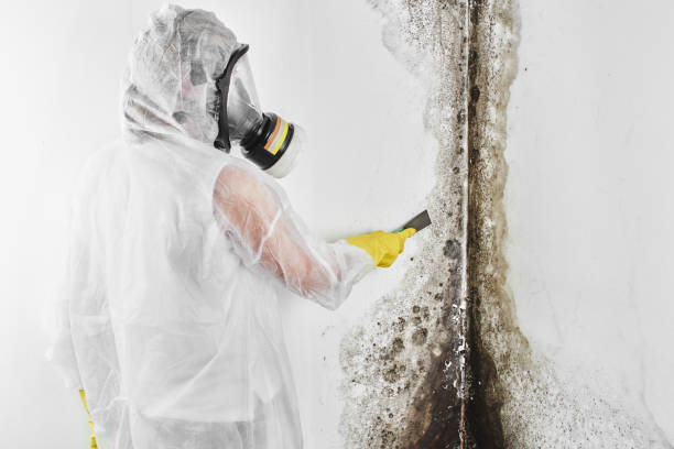 Best Mold Damage Repair  in West Point, UT