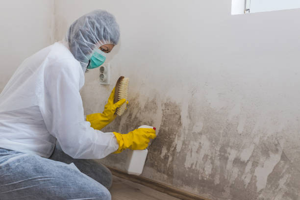 Best Mold Damage Repair  in West Point, UT