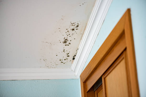 Best Emergency Mold Removal  in West Point, UT