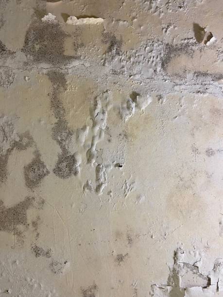 Crawl Space Mold Removal in West Point, UT