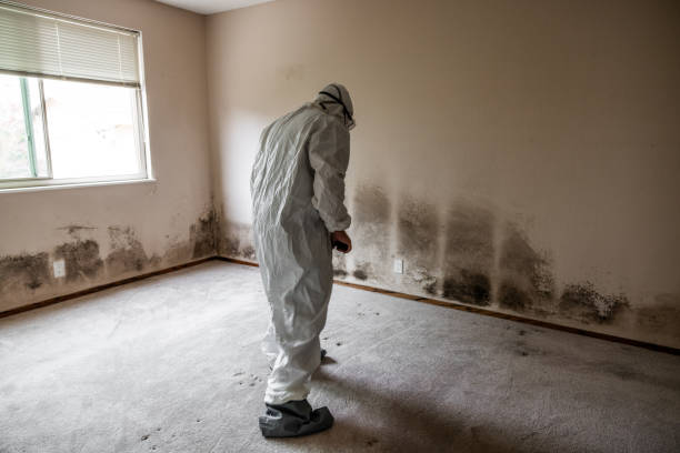 Best Mold Remediation  in West Point, UT