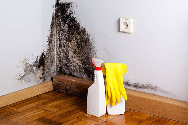 Best Crawl Space Mold Removal  in West Point, UT
