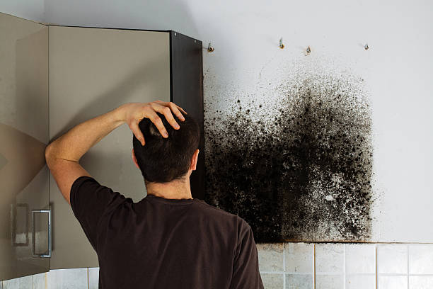 Best Black Mold Removal  in West Point, UT