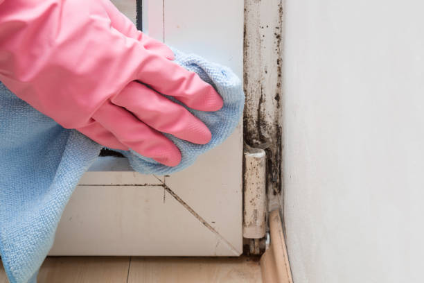 Best Professional Mold Removal  in West Point, UT