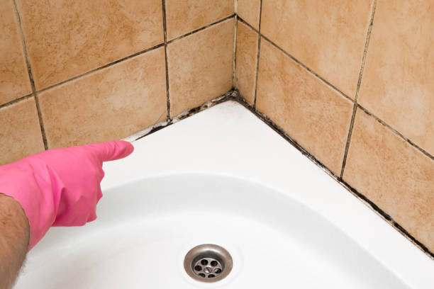 Certified Mold Removal in West Point, UT